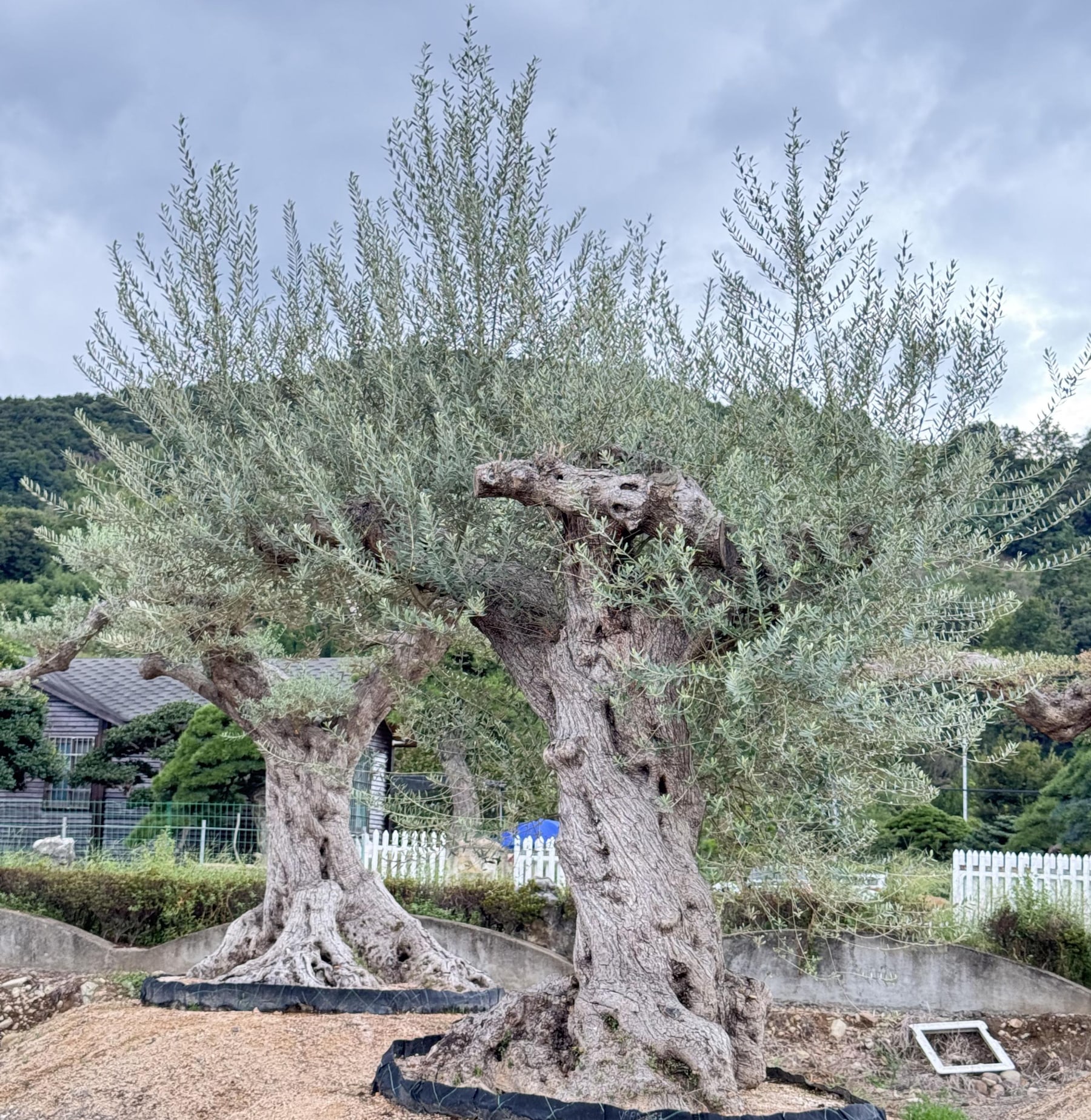OL-0119 实景照片 1