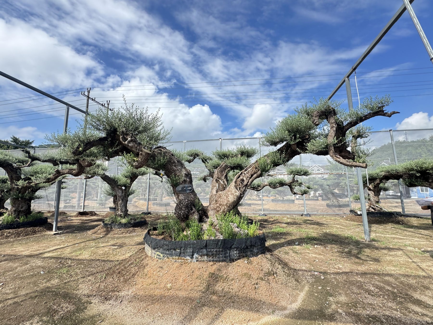 OL-0013 实景照片 1