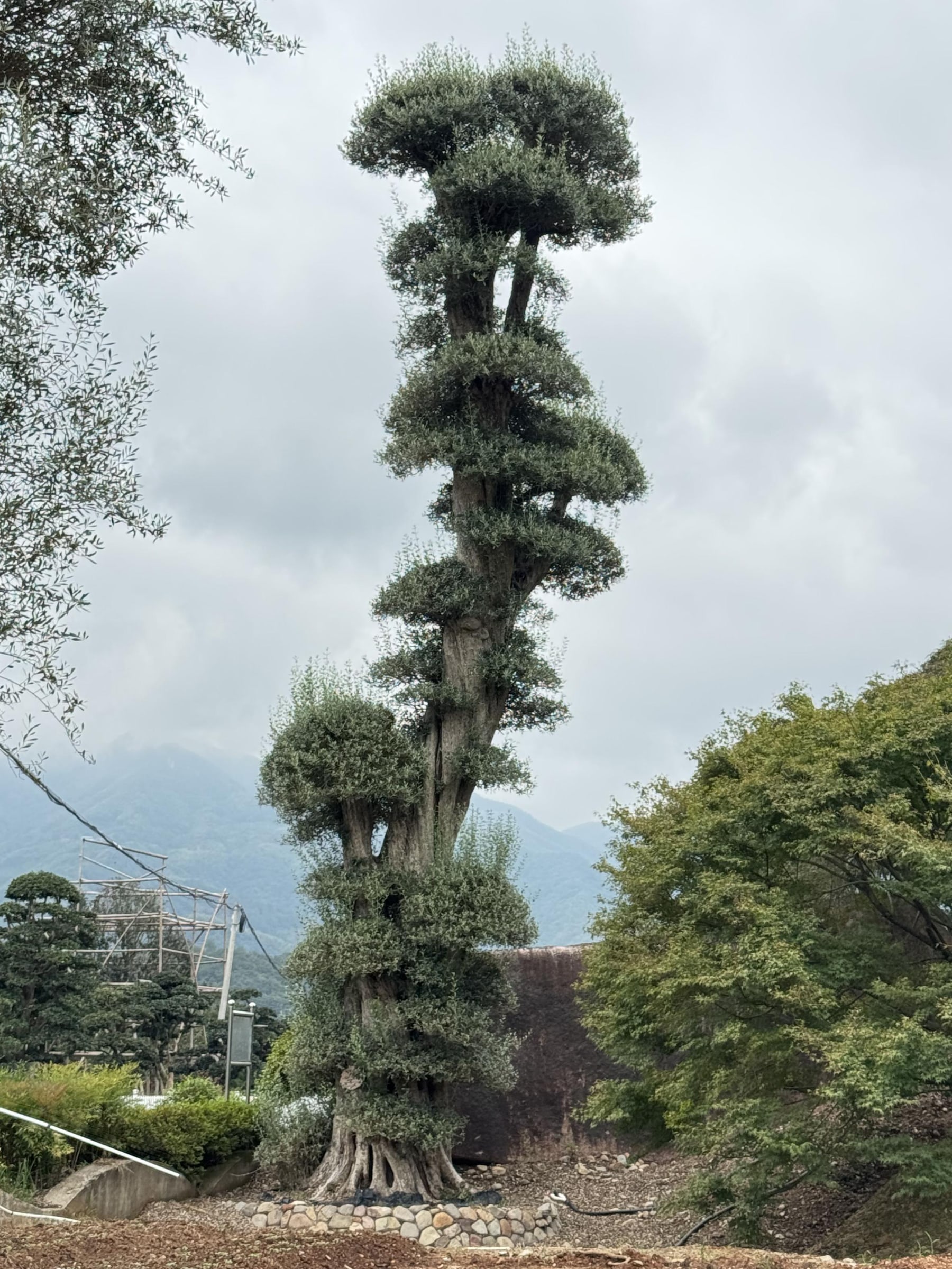 OL-0239 实景照片 1