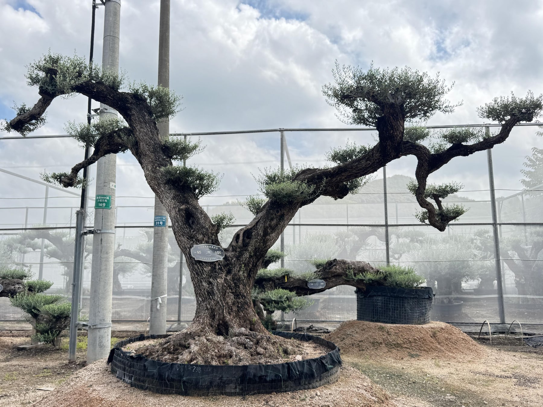 OL-0037 实景照片 1