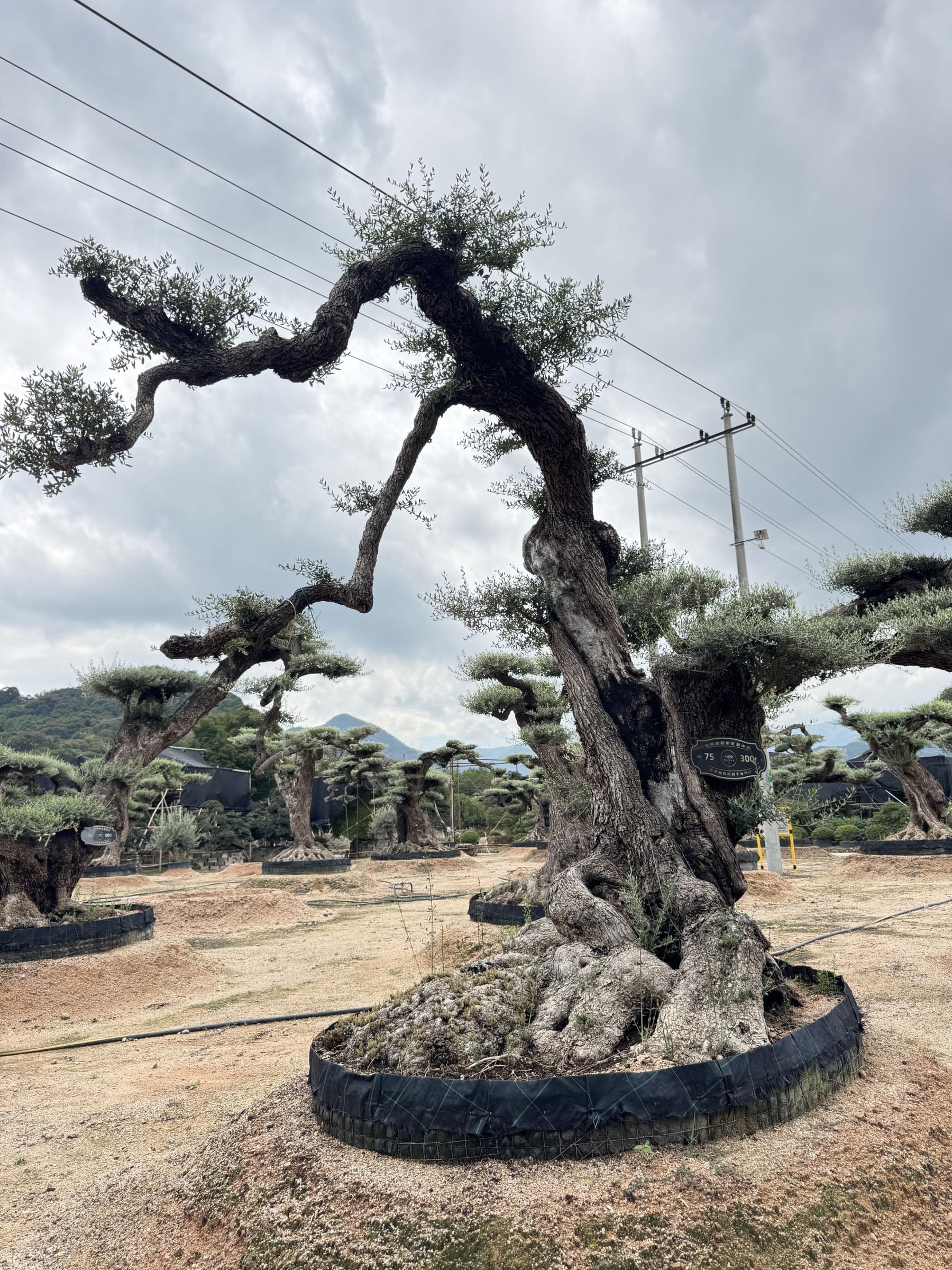 OL-0048 实景照片 1