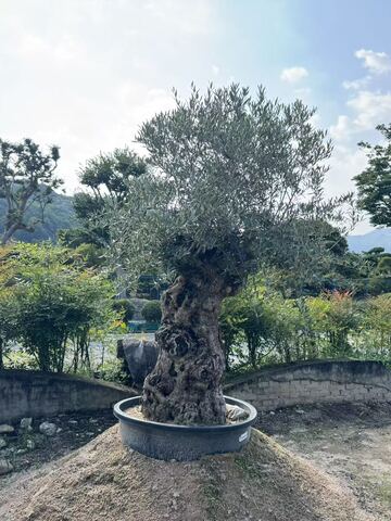 小号库存图片 11