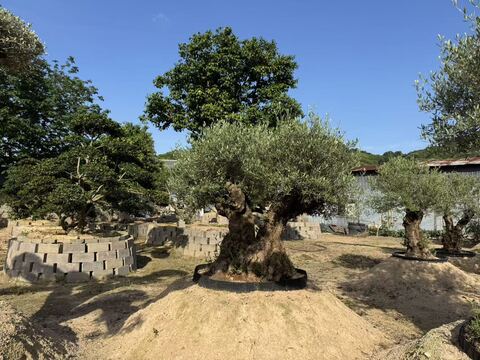 双头、三头（特殊）库存图片 4