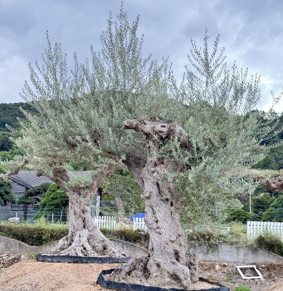 OL-0119 实景照片
