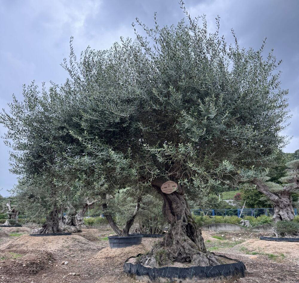 OL-0131 实景照片