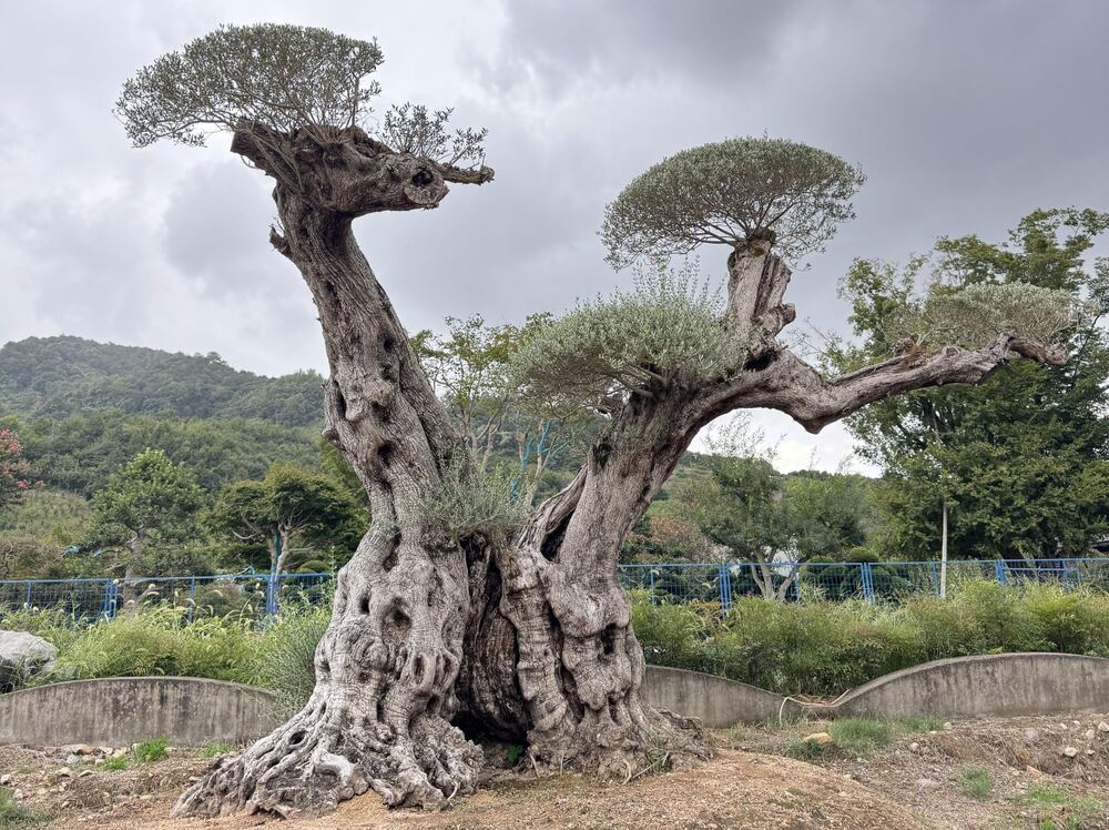 OL-0136 实景照片