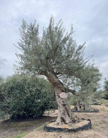 OL-0168 实景照片