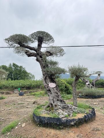 OL-0193 实景照片