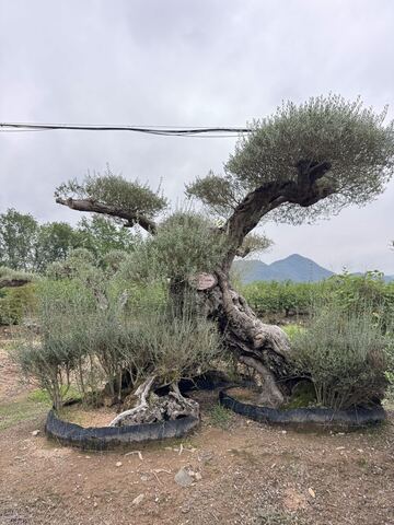OL-0194 实景照片