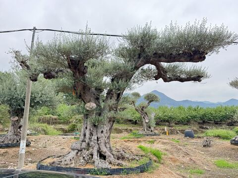 OL-0195 实景照片