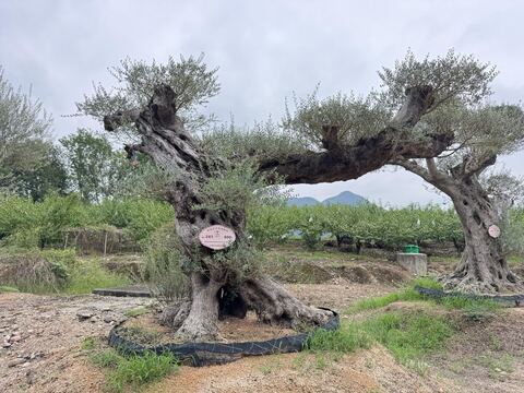 OL-0196 实景照片