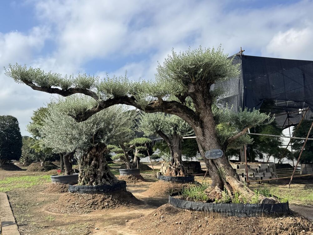 OL-0002 实景照片