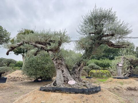 OL-0205 实景照片