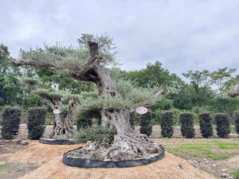 OL-0216 实景照片