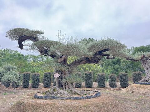 OL-0220 实景照片