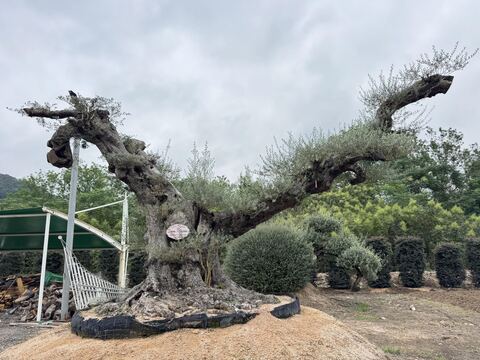 OL-0222 实景照片