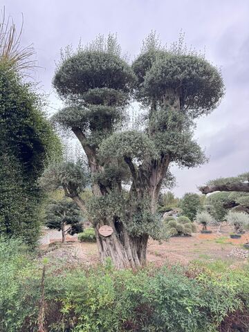 OL-0223 实景照片