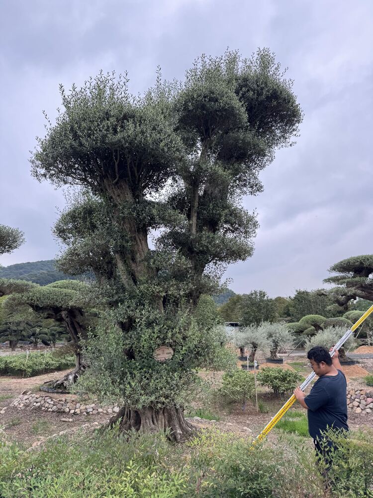 OL-0224 实景照片
