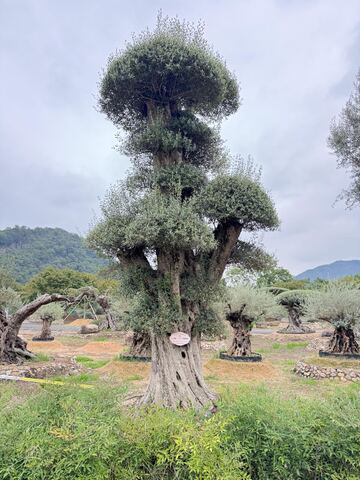 OL-0227 实景照片