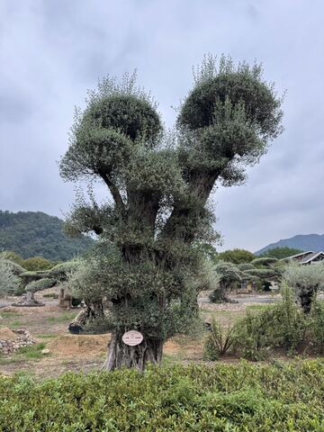 OL-0229 实景照片