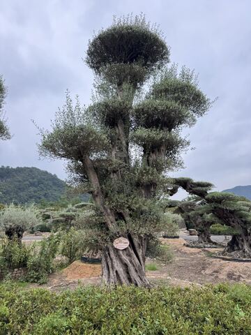 OL-0231 实景照片
