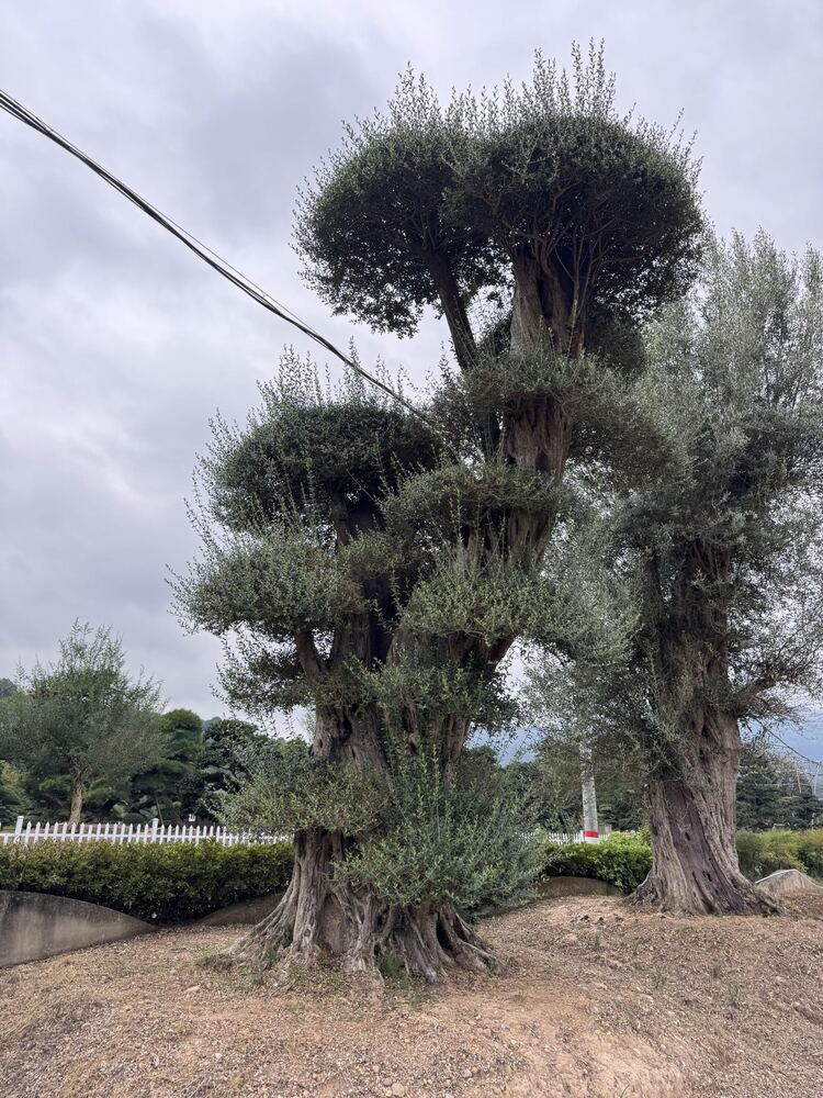 OL-0237 实景照片