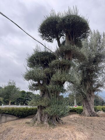OL-0237 实景照片