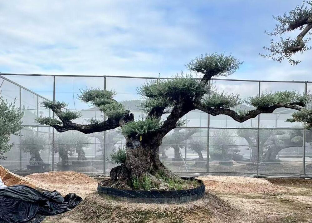 OL-0024 实景照片