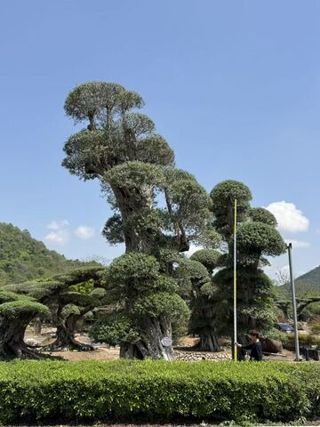 OL-0232 实景照片