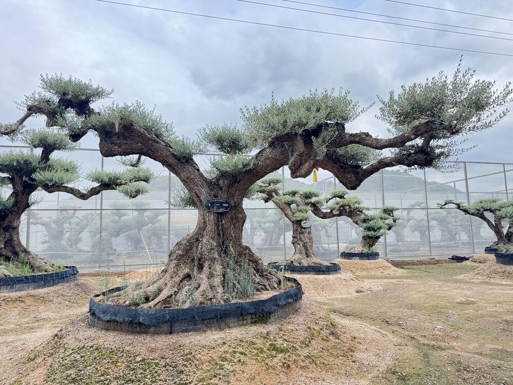 OL-0025 实景照片