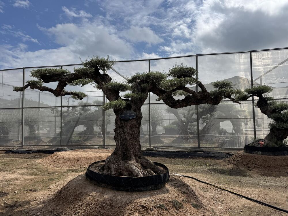 OL-0026 实景照片
