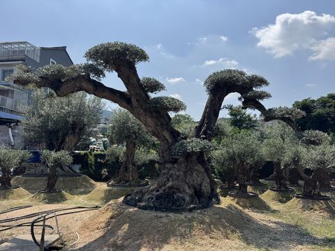OL-0065 实景照片