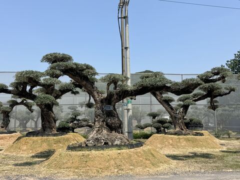 OL-0036 实景照片