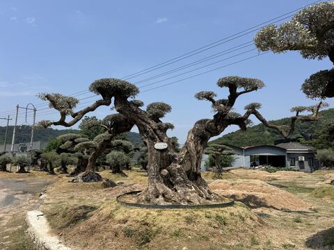 OL-0246 实景照片