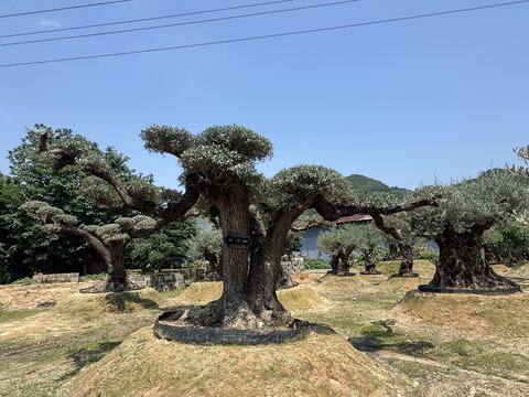 OL-0045 实景照片