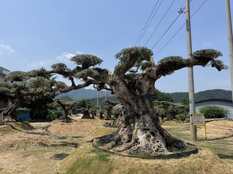 OL-0054 实景照片