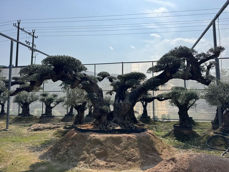 OL-0013 实景照片 1