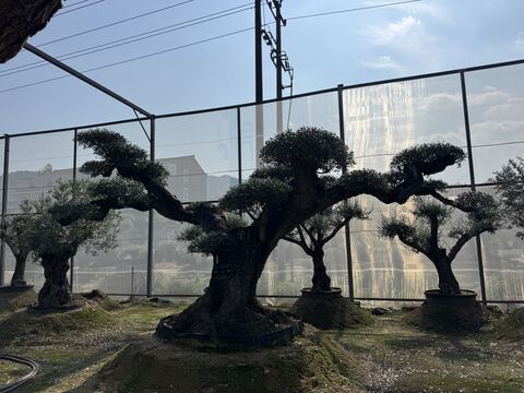 OL-0017 实景照片