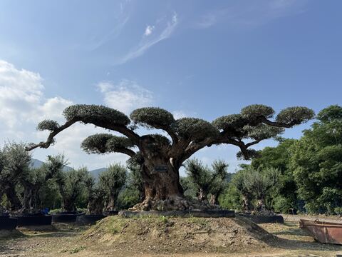 OL-0022 实景照片