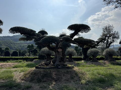 OL-0081 实景照片