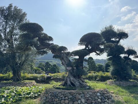 OL-0078 实景照片