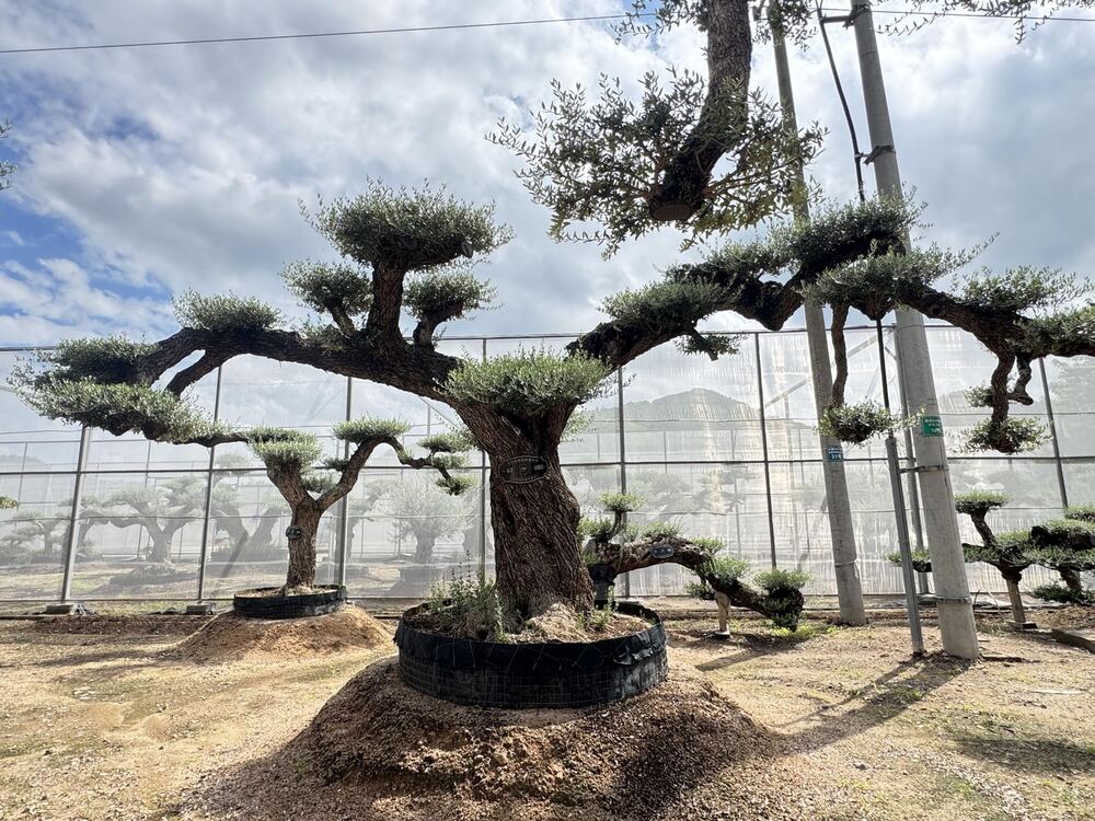 OL-0033 实景照片