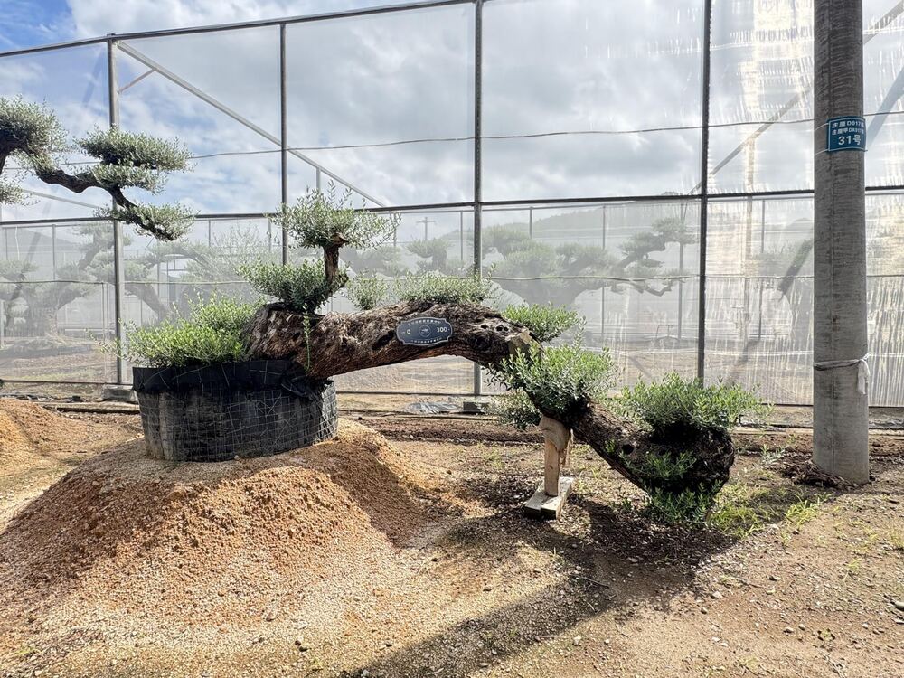 OL-0034 实景照片