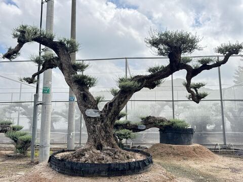 OL-0037 实景照片