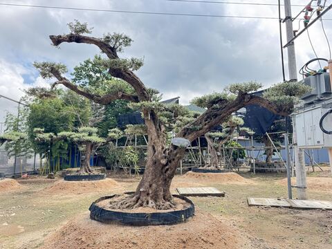 OL-0043 实景照片