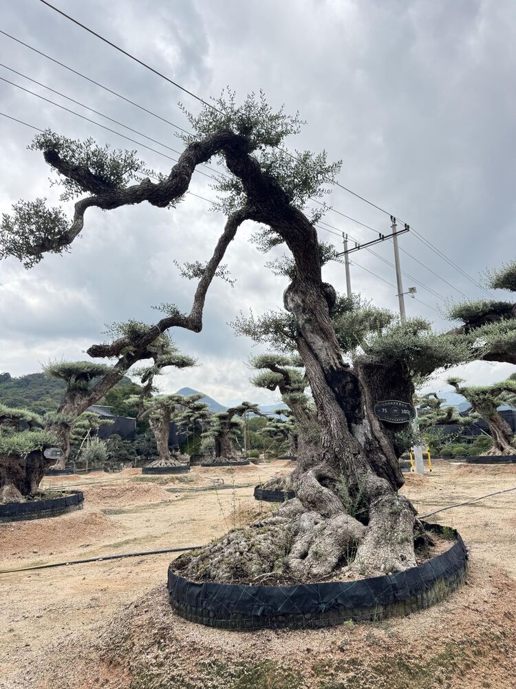 OL-0048 实景照片