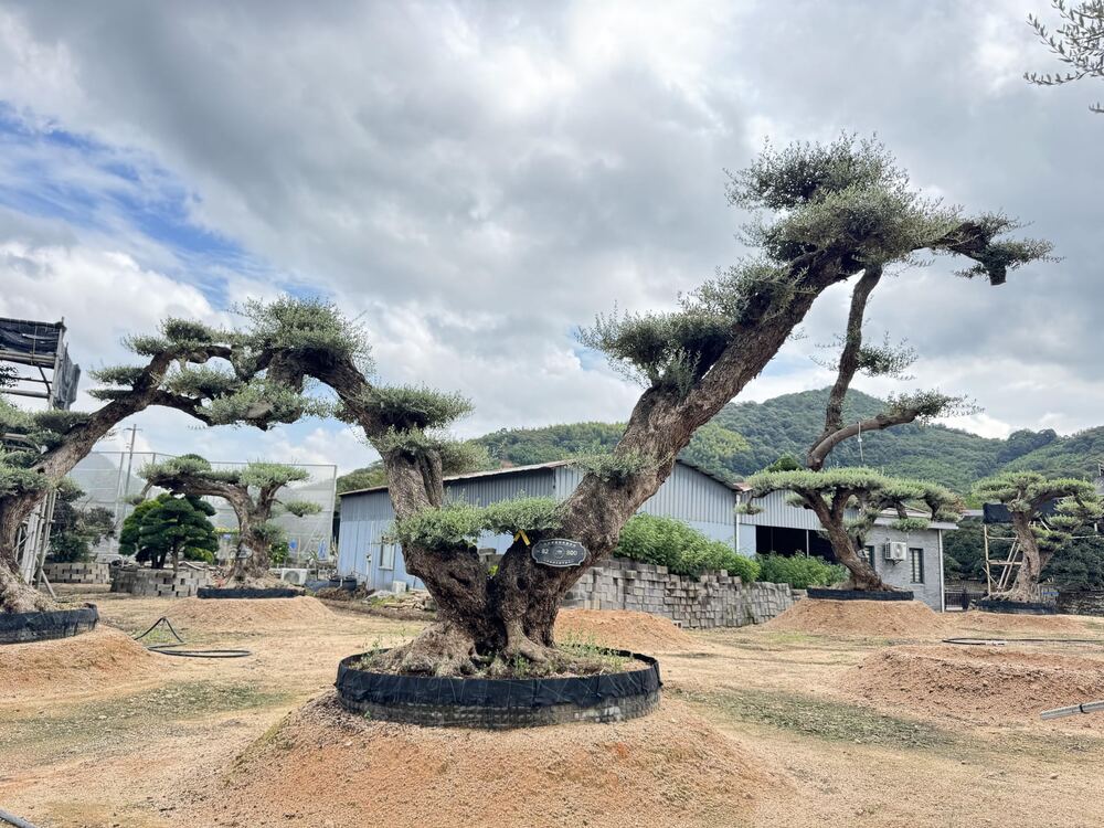 OL-0050 实景照片