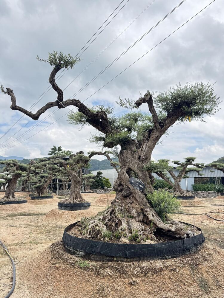 OL-0052 实景照片