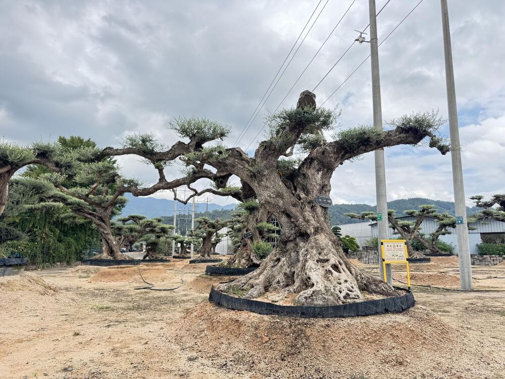 OL-0054 实景照片