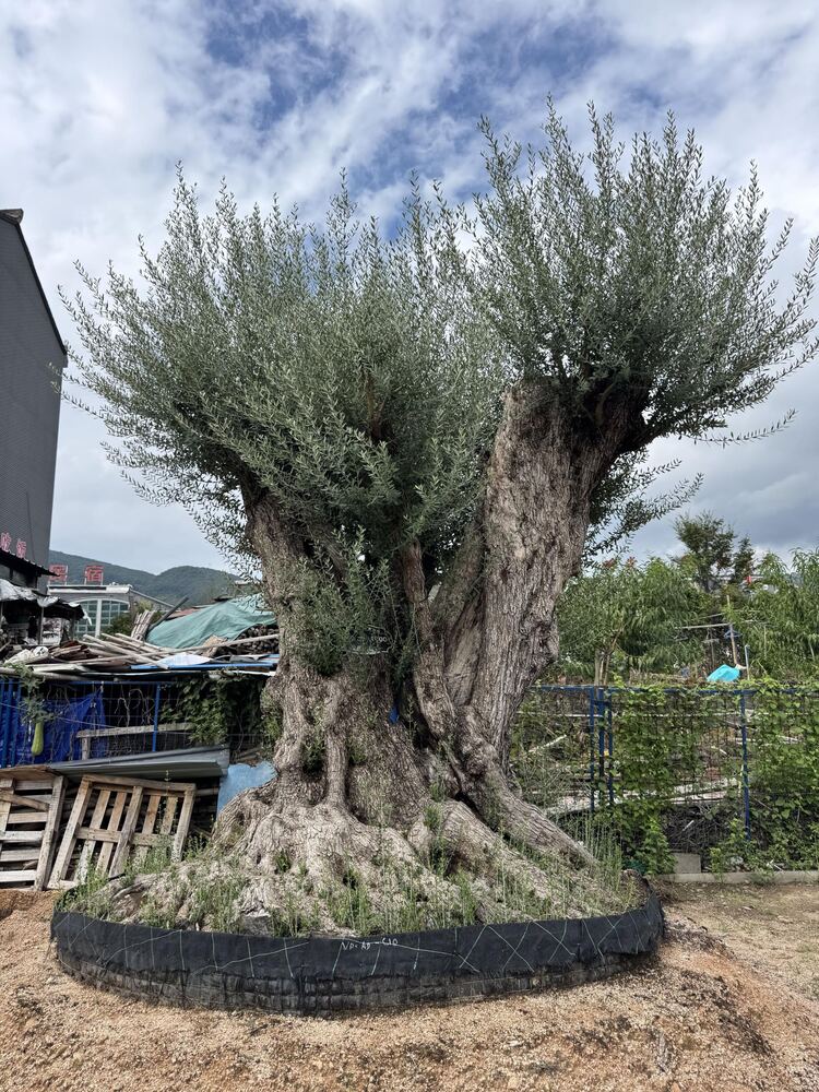 OL-0064 实景照片
